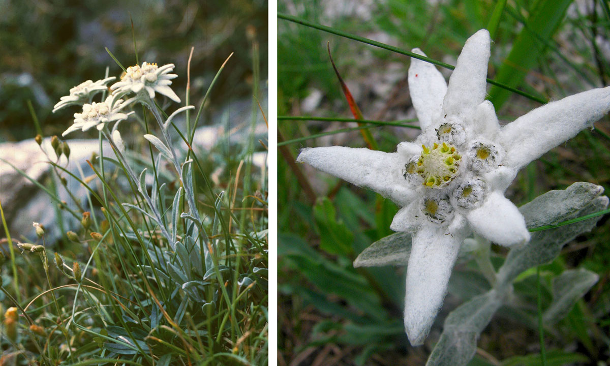 La pianta e il fiore della Stella Alpina (Foto Wikipedia)